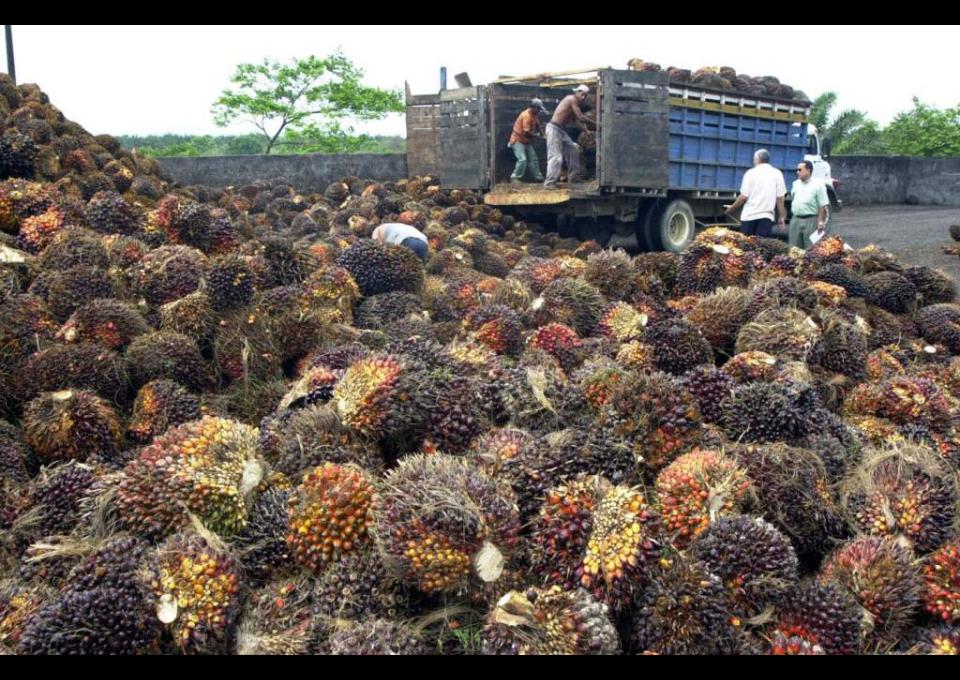 Plantación de palma aceitera en Honduras.