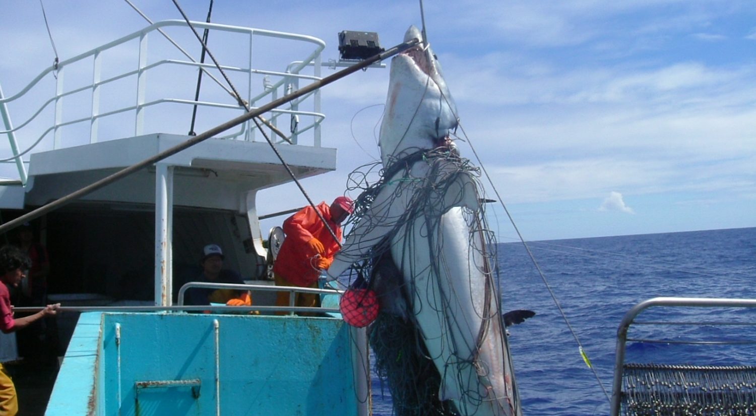 tiburones