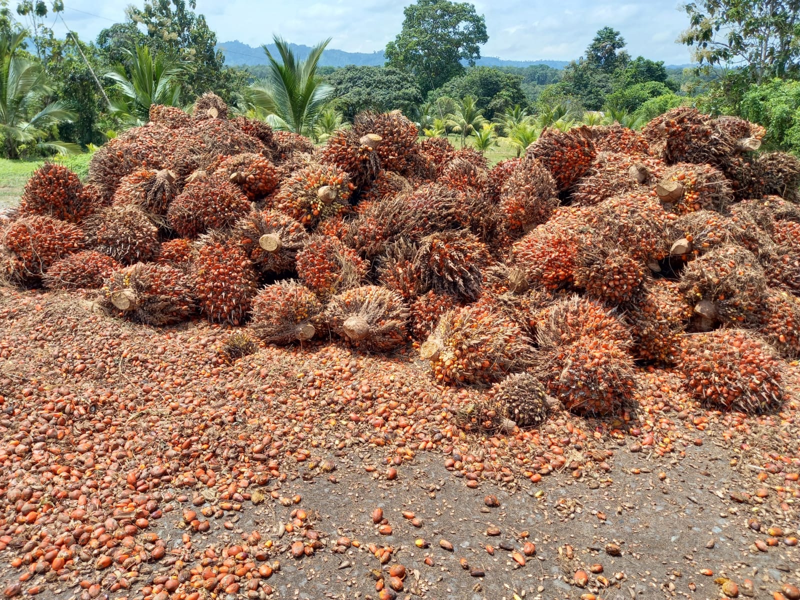 palma aceitera