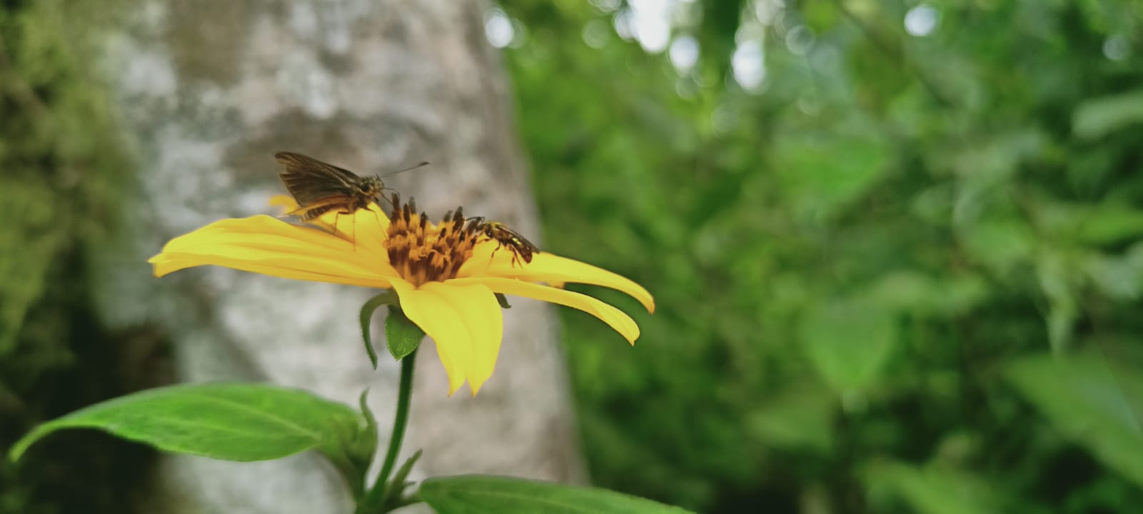 Chocó Andino