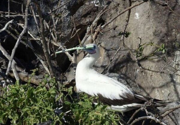 basura en Galápagos