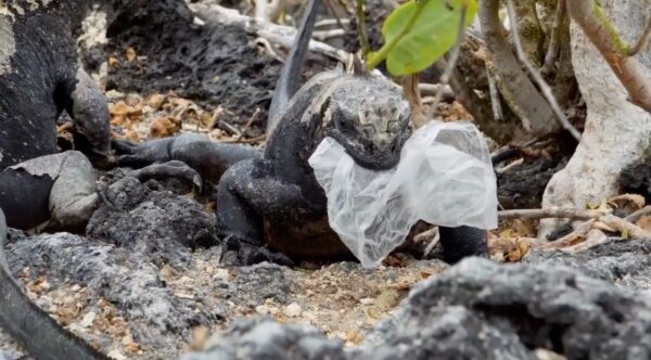 basura en Galápagos