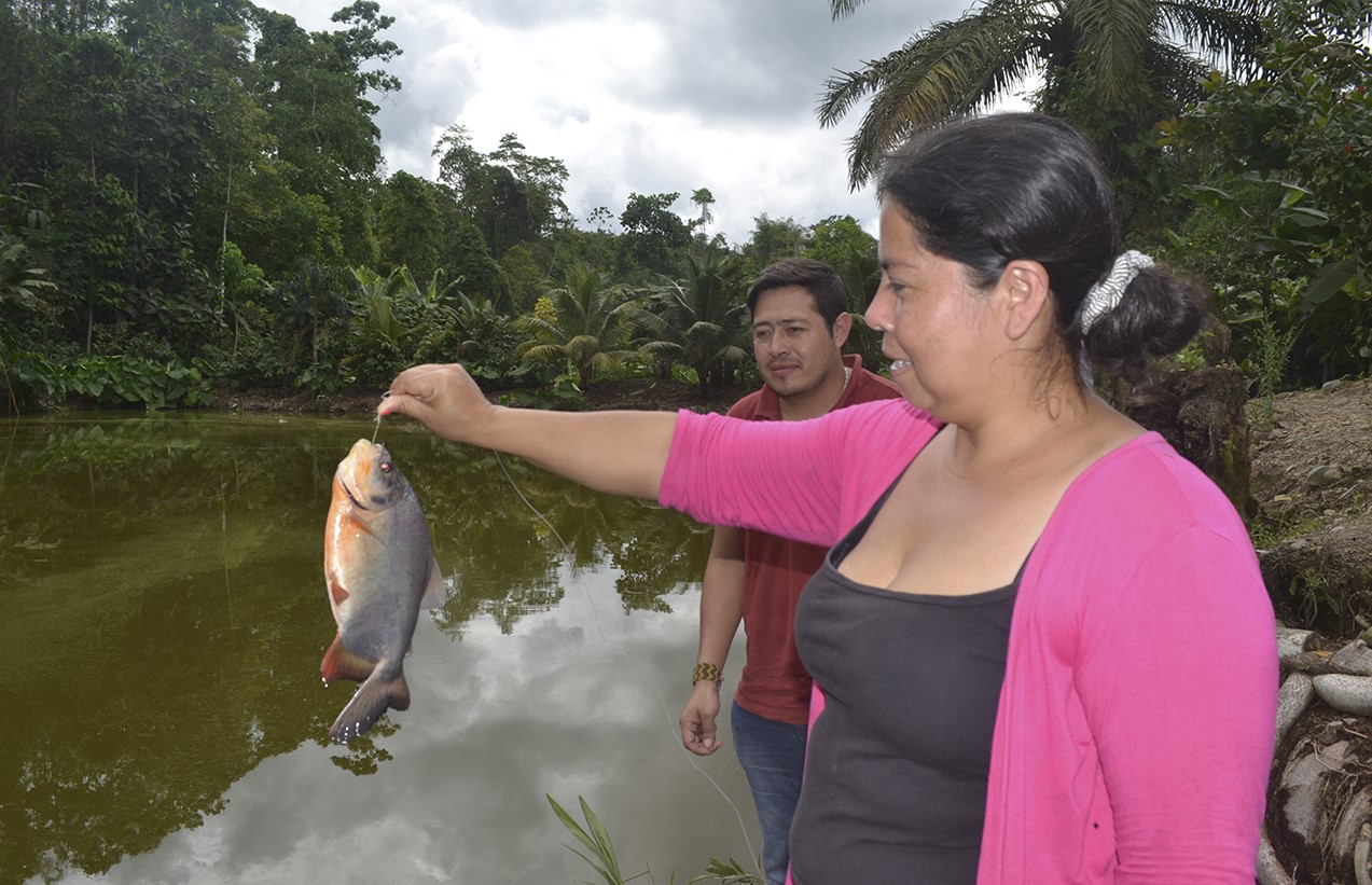 tilapia