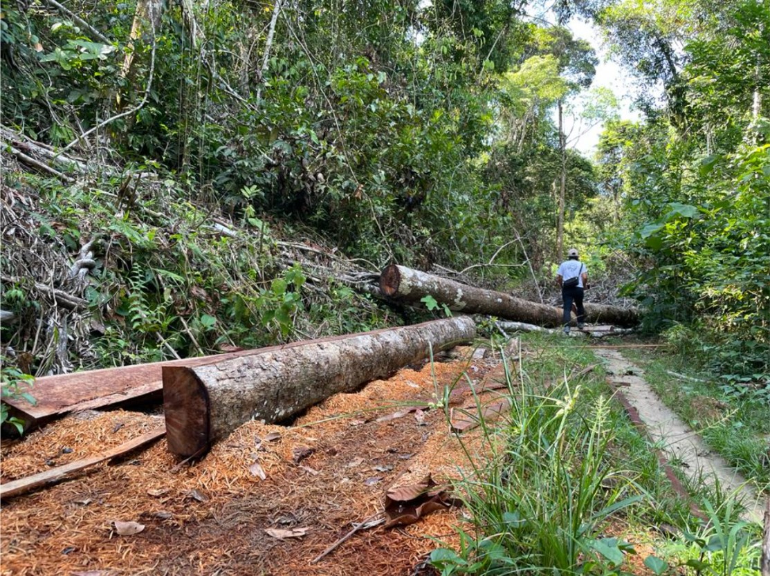 Nuevos caminos deforestan territorio waorani
