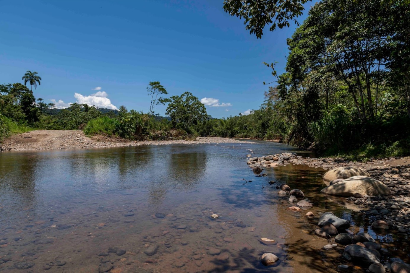 Nuevos caminos deforestan territorio waorani