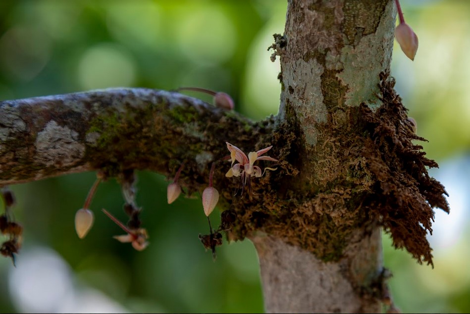 La agroecología enfrenta a la deforestación en el Yasuní