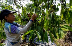 La agroecología enfrenta a la deforestación en el Yasuní