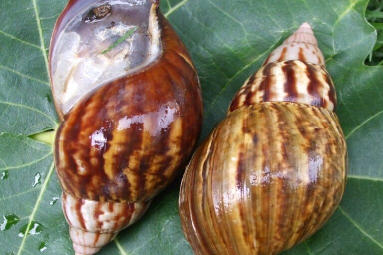 caracol africano