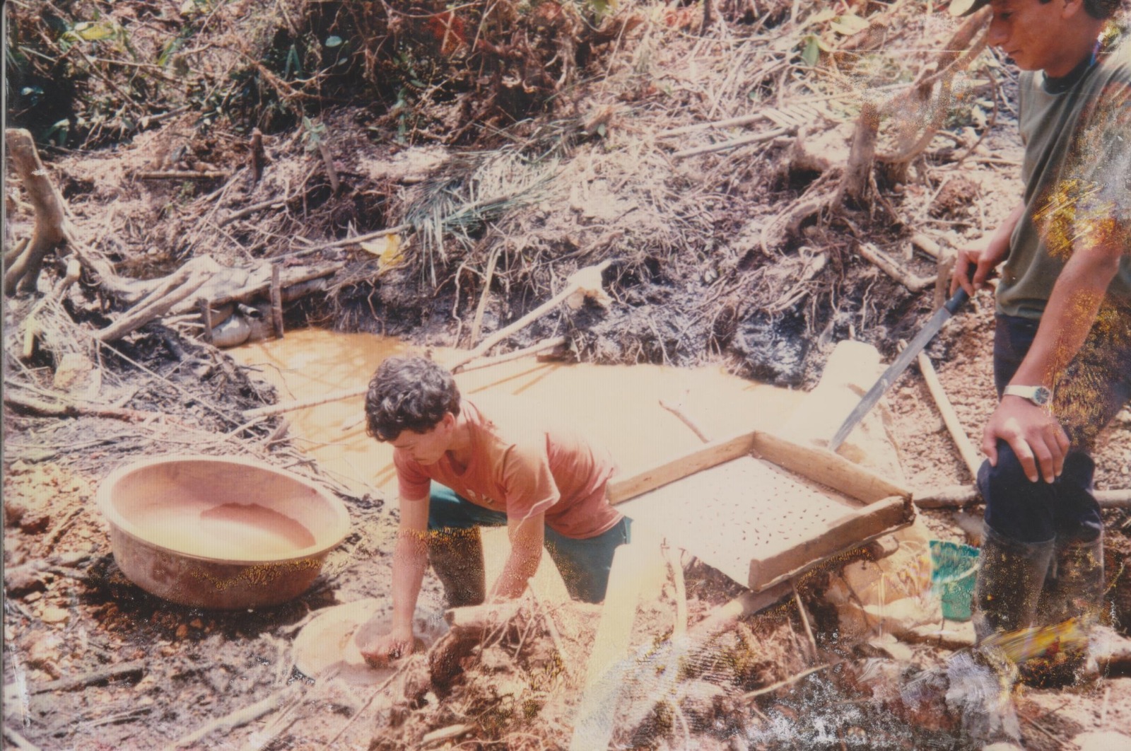 El oro en Podocarpus