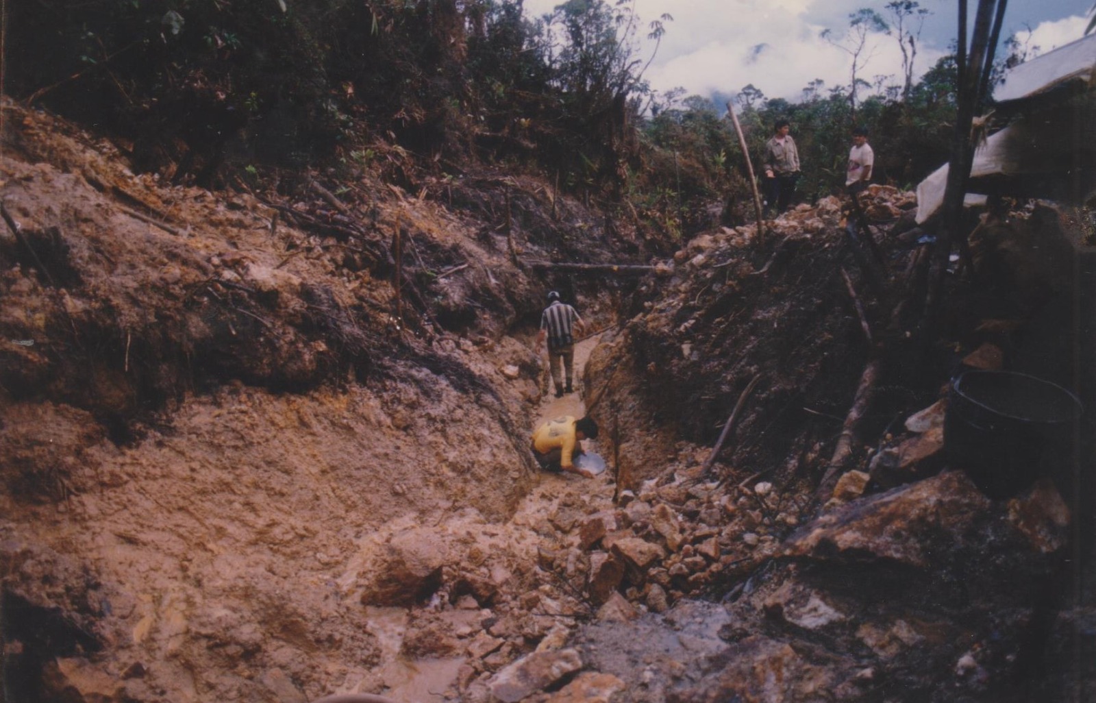 El oro en Podocarpus