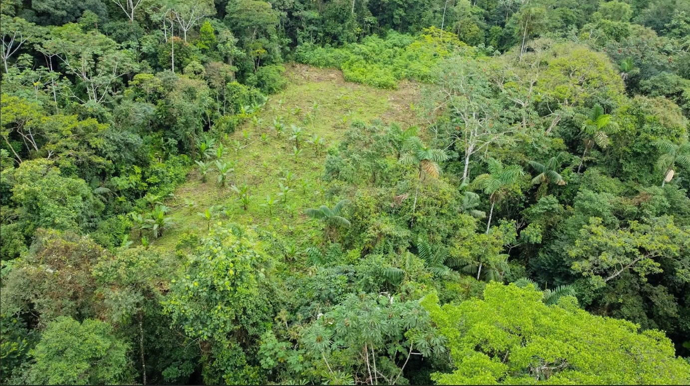 La Amazonía comienza en los Andes