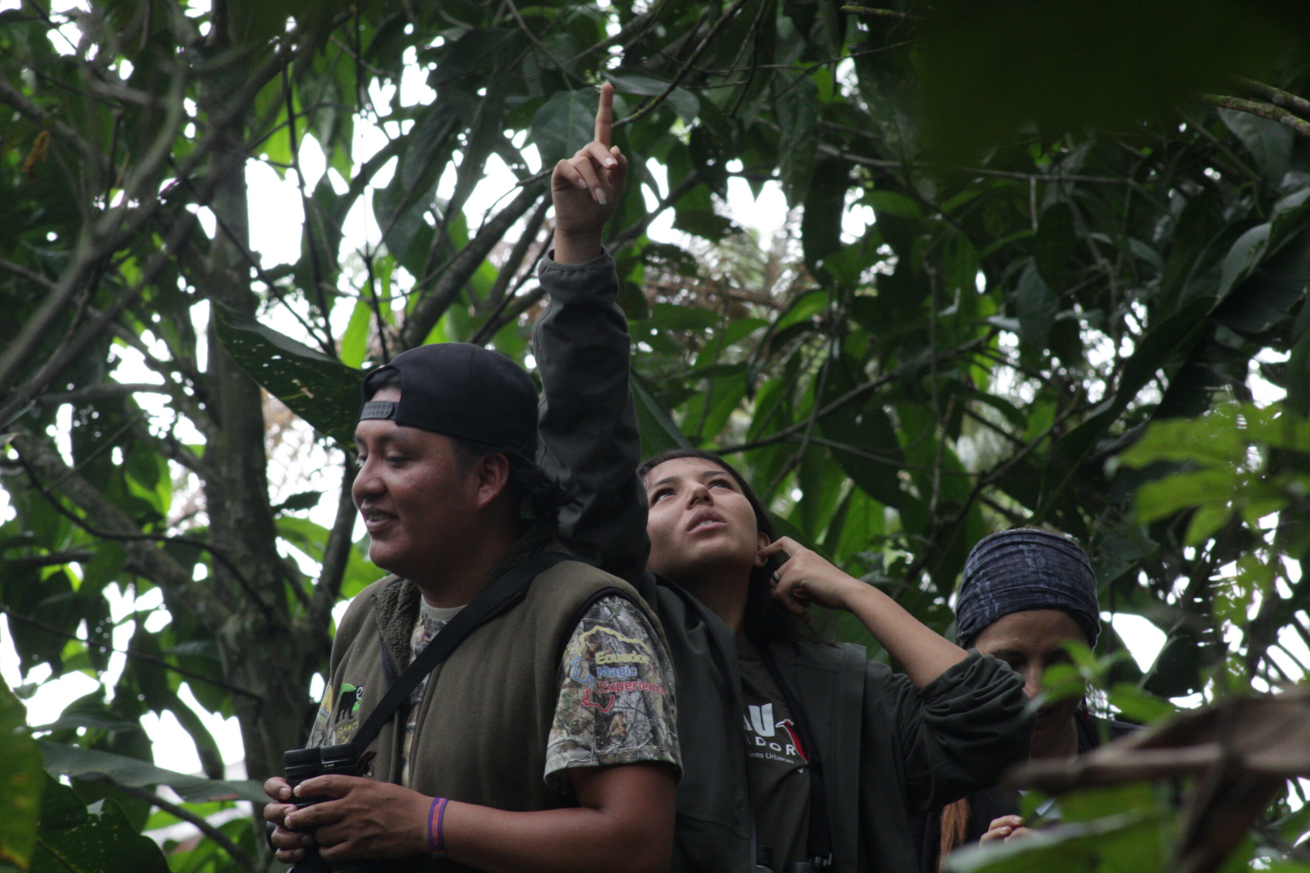 Cotinga Azul