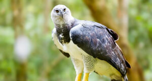 Cotinga Azul