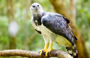 Cotinga Azul