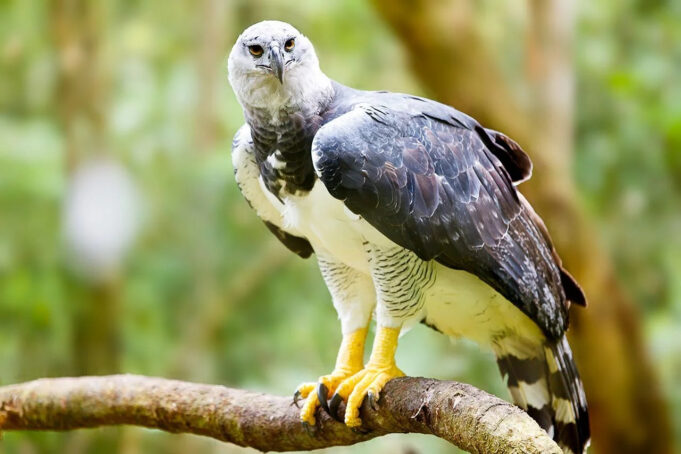 Cotinga Azul