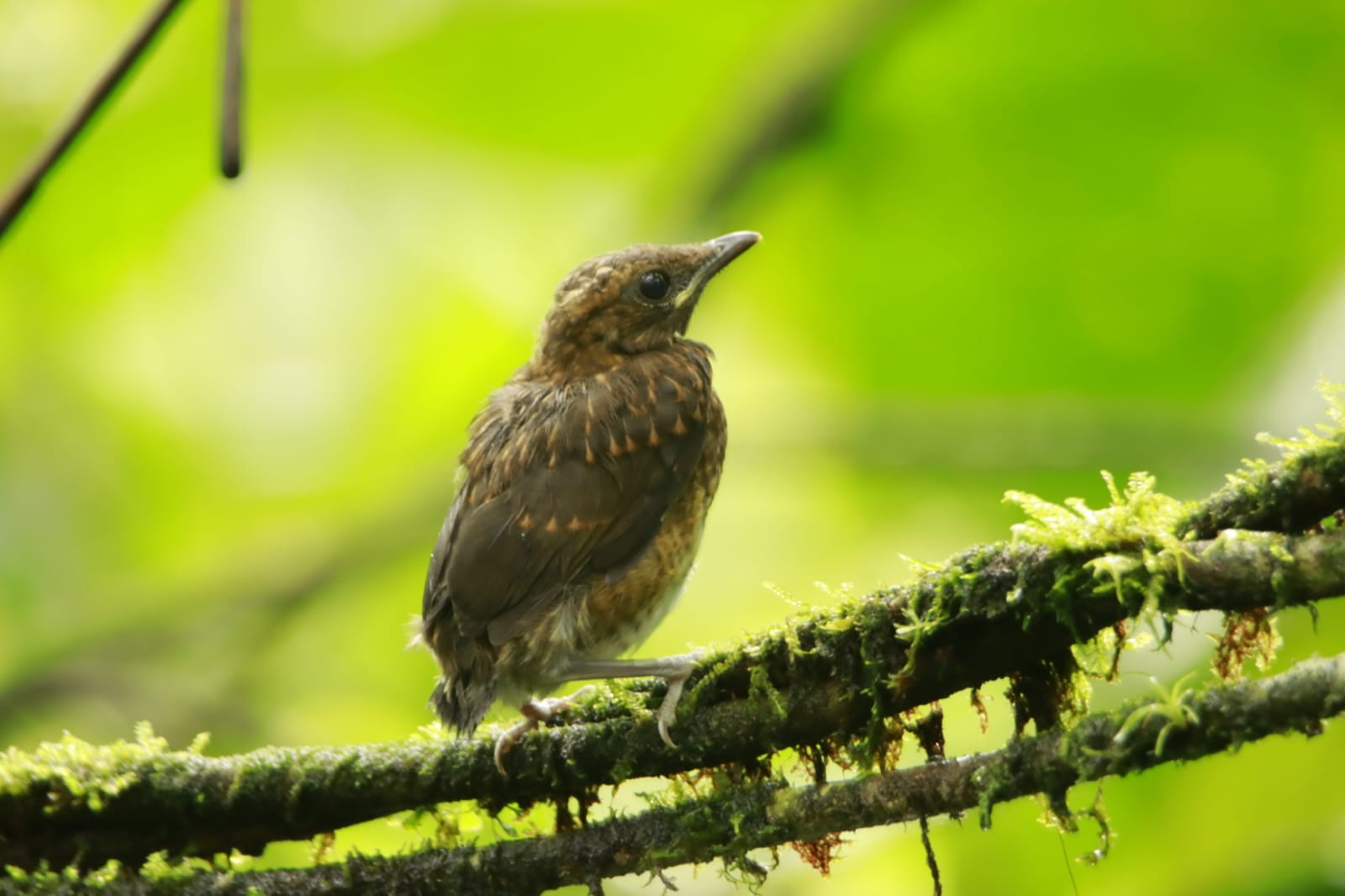 Cotinga Azul