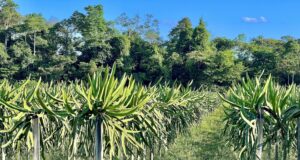 pitahaya