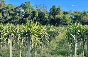 pitahaya