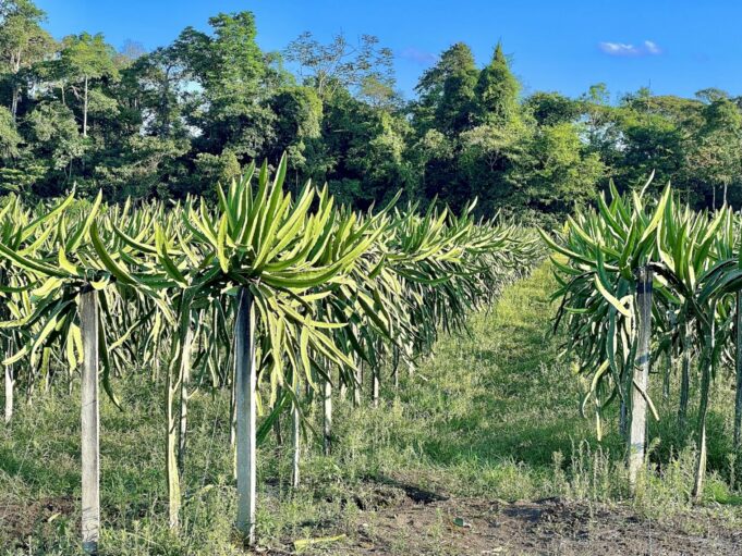pitahaya