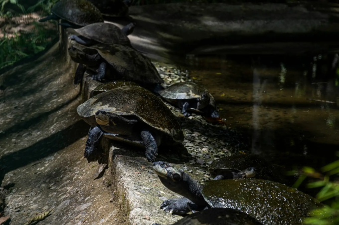 tortugas charapa