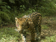 Los jaguares pierden su hábitat en Pastaza